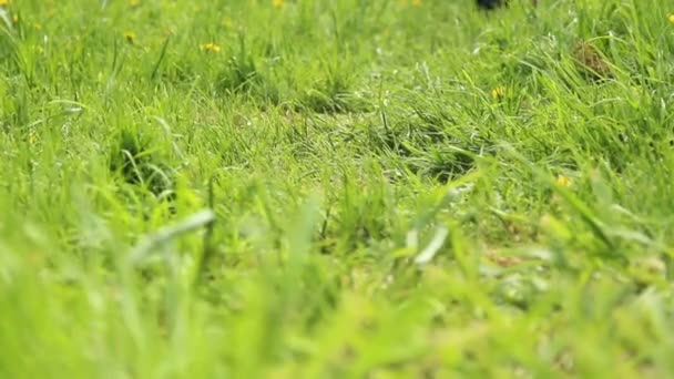 Enfants jouant sur l'herbe, Enfants sautant, saut périlleux, courir . — Video