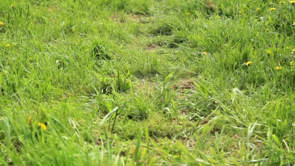 Niños jugando en la hierba, Niños saltar, salto mortal, correr . — Vídeos de Stock