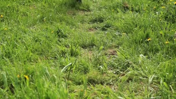 Kinderen spelen op het gras, kinderen springen, tuimel, te voeren. — Stockvideo