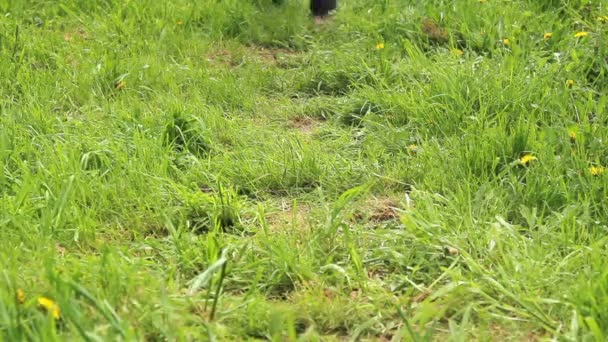 Kinderen spelen op het gras, kinderen springen, tuimel, te voeren. — Stockvideo