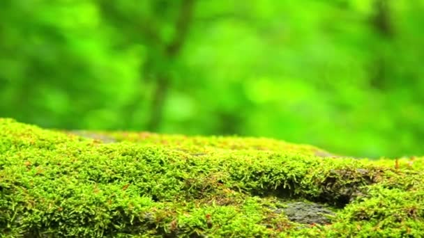 Mossy stone in the forest (move).Moss covered rocks.Camera movement. — Stock Video