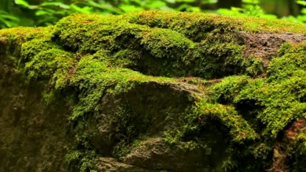 Mossy stone in the forest (move).Moss covered rocks.Camera movement. — Stock Video