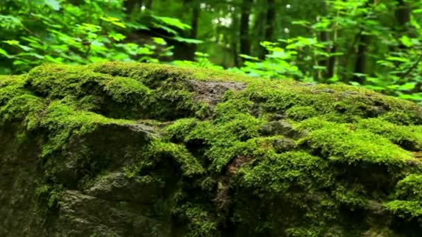 Pierre mousseuse dans la forêt (mouvement) .Moss couvert rochers. .
