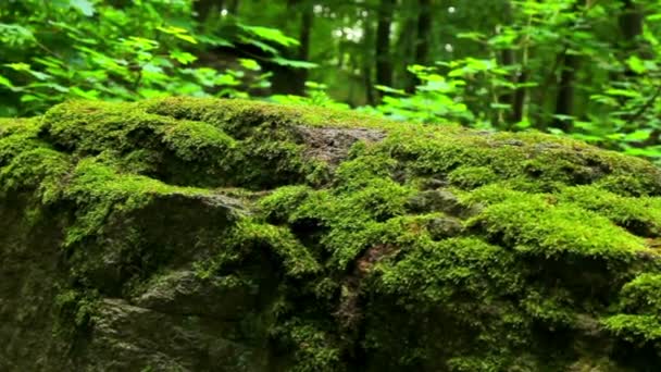 Mossy piedra en el bosque (movimiento) .Moss cubierto de rocas.Movimiento de la cámara . — Vídeos de Stock