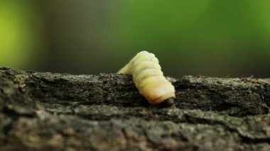 kabukları böcek larva.larvae kabukları böcek.