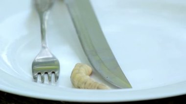 böcek larvae.larvae böceği bir tabak çanak.