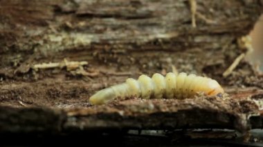 kabukları böcek larva.larvae kabukları böcek.