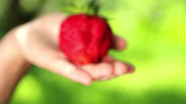 हातात ताजे, रसदार, स्ट्रॉबेरीज. हँडमध्ये ताजे स्ट्रॉबेरीज आहेत . — स्टॉक व्हिडिओ