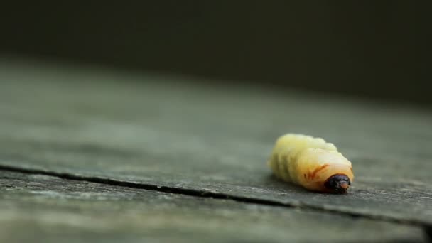 Schorskevers larva.larvae schors door. — Stockvideo