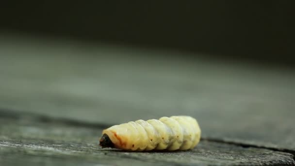 Bark beetle larv. Larverna bark beetle. — Stockvideo