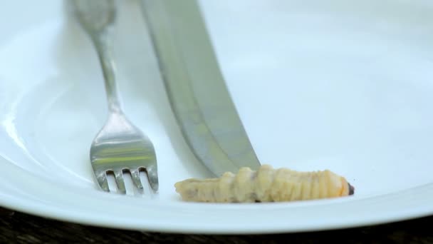 甲壳虫 larvae.larvae 甲虫在盘子上的菜. — 图库视频影像