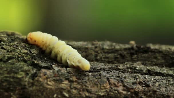 Schorskevers larva.larvae schors door. — Stockvideo
