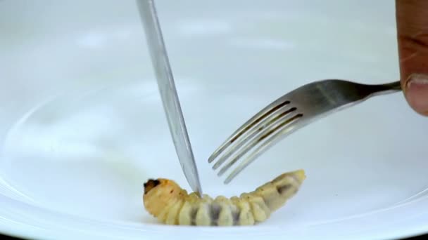 Pokrm z brouka larvae.larvae brouk na talíři. — Stock video