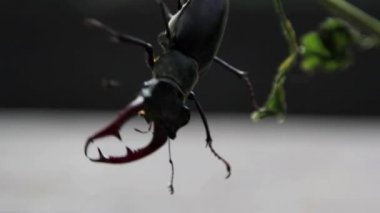 vahşi doğada böcek bekarlığa veda beetle.beetle geyik.