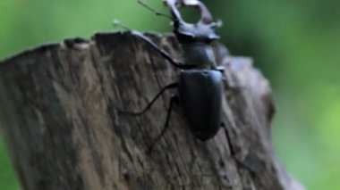 vahşi doğada böcek bekarlığa veda beetle.beetle geyik.