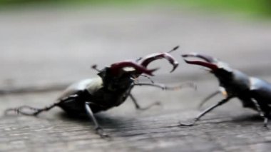 vahşi doğada böcek bekarlığa veda beetle.beetle geyik.