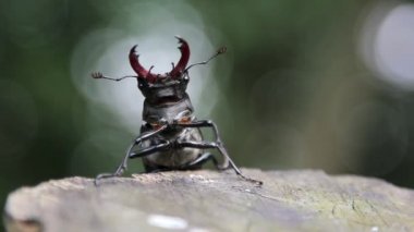 vahşi doğada böcek bekarlığa veda beetle.beetle geyik.