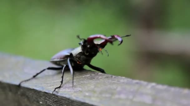 Insekt stag beetle.beetle rådjur i naturen. — Stockvideo