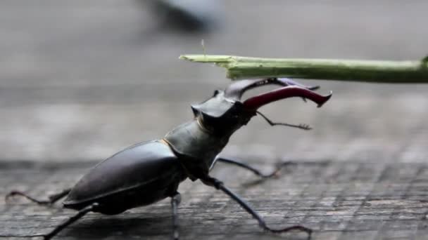 A vadon élő rovarok szarvas beetle.beetle szarvas. — Stock videók