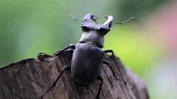 Escarabajo insecto ciervo ciervo en la naturaleza . — Vídeos de Stock
