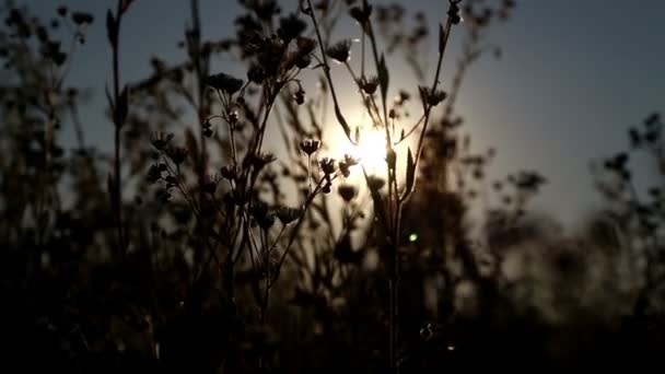 Mladá dívka v poli na sunset.girl při západu slunce, vlaky. — Stock video