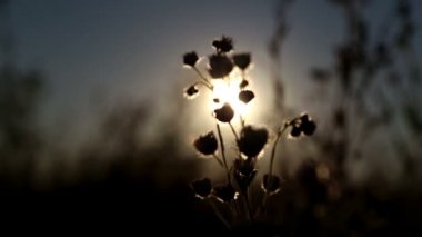 gün batımında çim bir çocuk silüeti.
