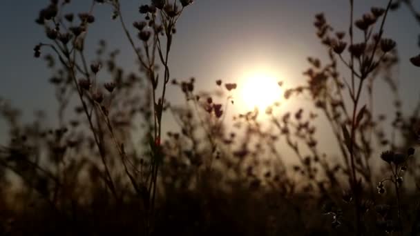 Sonnenuntergang durch das Gras auf dem Feld (in Bewegung) .Sonnenuntergang auf dem Feld. — Stockvideo