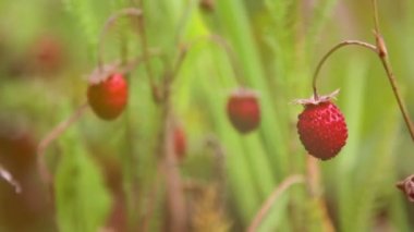 çim (close-up çilekleri)