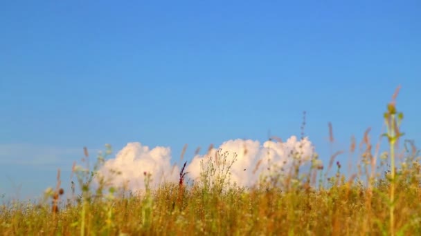 Paisaje cielo azul con nubes blancas en un campo de hierba y flores . — Vídeos de Stock