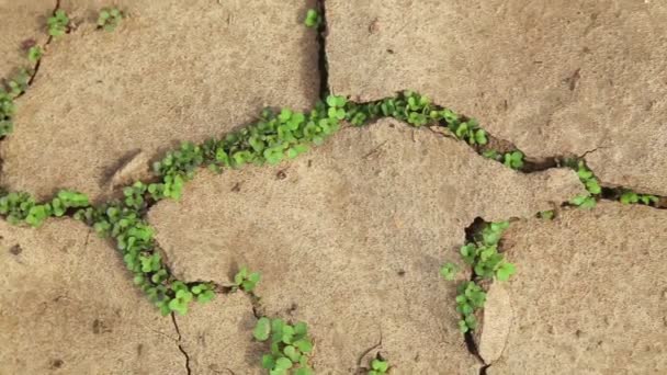 Tierra seca agrietada durante una sequía, las plantas se abren camino durante una sequía — Vídeo de stock