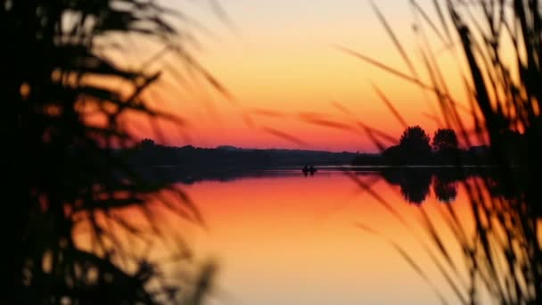 Reflection of the setting sun in the water. Evening landscape. Sunset over the river. Silhouette of plants at sunset. — Stock Video