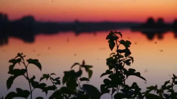 Evening landscape. Sunset over the river. Silhouette of plants at sunset. Insects fly over the plant at sunset. — Stock Video