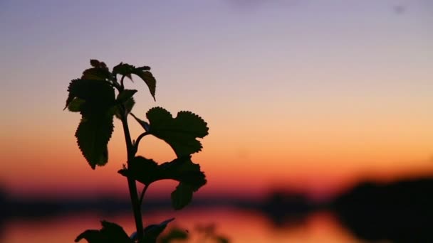 Kvällen landskap. Solnedgång över floden. siluett av växter vid solnedgången. insekter flyger över anläggningen vid solnedgången. — Stockvideo