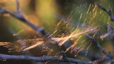 web parlayan güneşin ışığı. batan güneşin içinde Web. ormanda günbatımı, şafak güneş. ağaç dallarında spiderweb.
