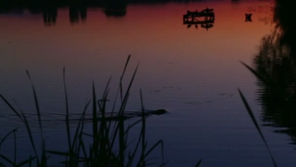Reflection of the setting sun in the water. Evening landscape. Sunset over the river. Waves on water. — Stock Video