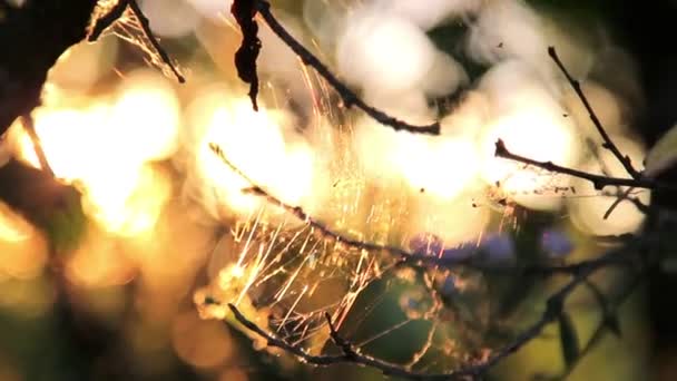 The light of the setting sun shining through the web. Web in the setting sun. Sunset, dawn sun in the forest. Tree branches in spiderweb. — Stock Video