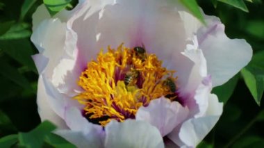 Bir arı şakayık çiçeğinden nektar toplar.. 