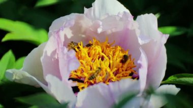 Bir arı şakayık çiçeğinden nektar toplar.. 