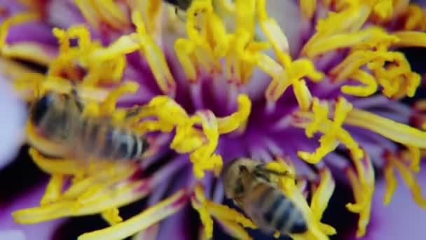 Een Bij Verzamelt Nectar Van Een Pioenbloem — Stockvideo