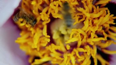 Bir arı şakayık çiçeğinden nektar toplar.. 