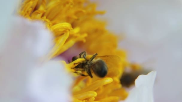 Uma Abelha Recolhe Néctar Uma Flor Peónia — Vídeo de Stock