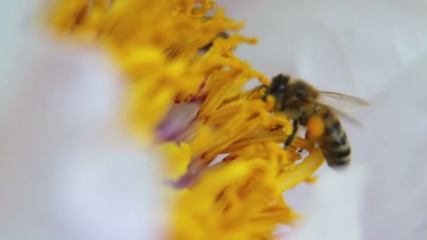 Μια Μέλισσα Συλλέγει Νέκταρ Από Ένα Λουλούδι Παιώνιας — Αρχείο Βίντεο