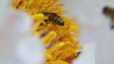 Bir arı şakayık çiçeğinden nektar toplar.. 