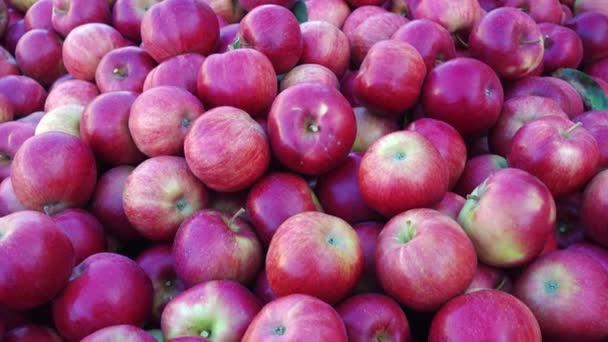 Κόκκινα Μήλα Στο Αγρόκτημα Κουτιά — Αρχείο Βίντεο