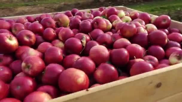 Tractor Lleva Cajas Manzanas Por Jardín — Vídeos de Stock