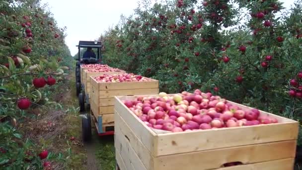 Traktorn Bär Lådor Med Äpplen Genom Trädgården — Stockvideo