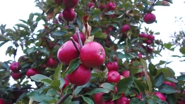 Mele Rosse Nel Giardino Degli Alberi — Video Stock