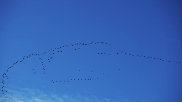 Una Bandada Grúas Cielo Vuela Hacia Sur — Vídeos de Stock