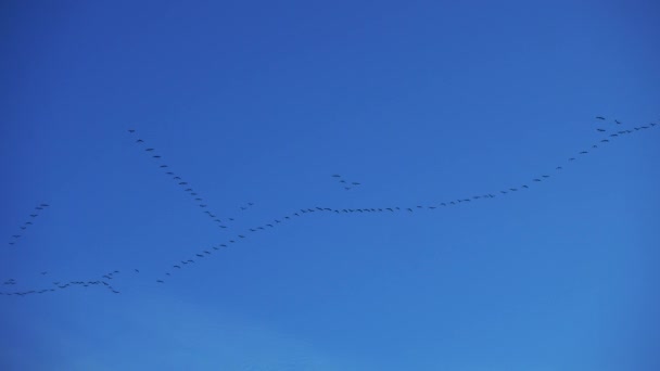 Flock Cranes Sky Flying South — Stock Video