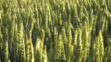 Alan genç yeşil buğday ile. 